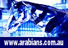 Australian Arabian Horse Online Directory