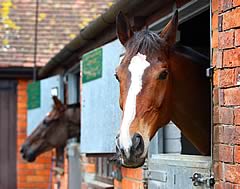 Stablemates Denman and Kauto Star