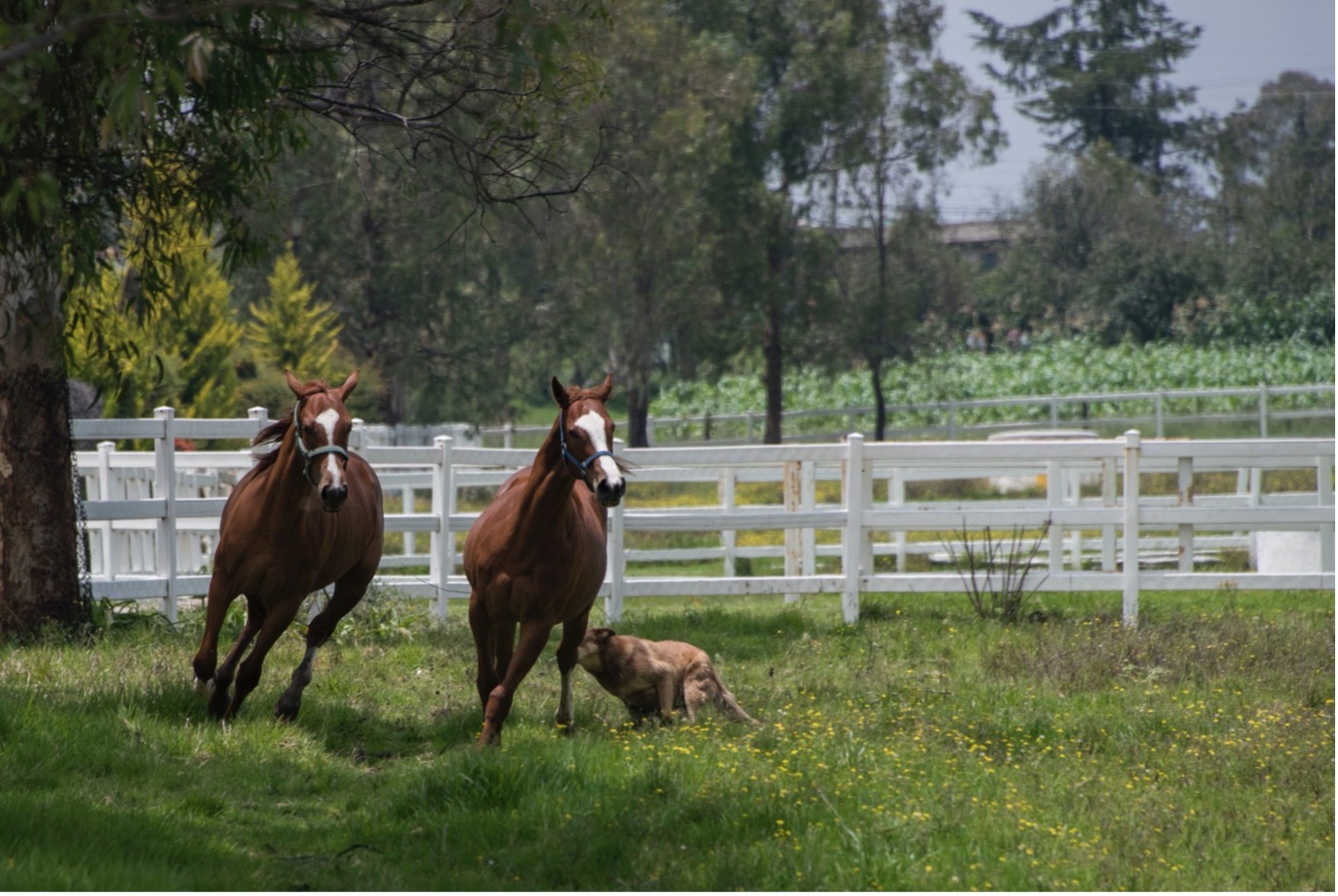 2 horses