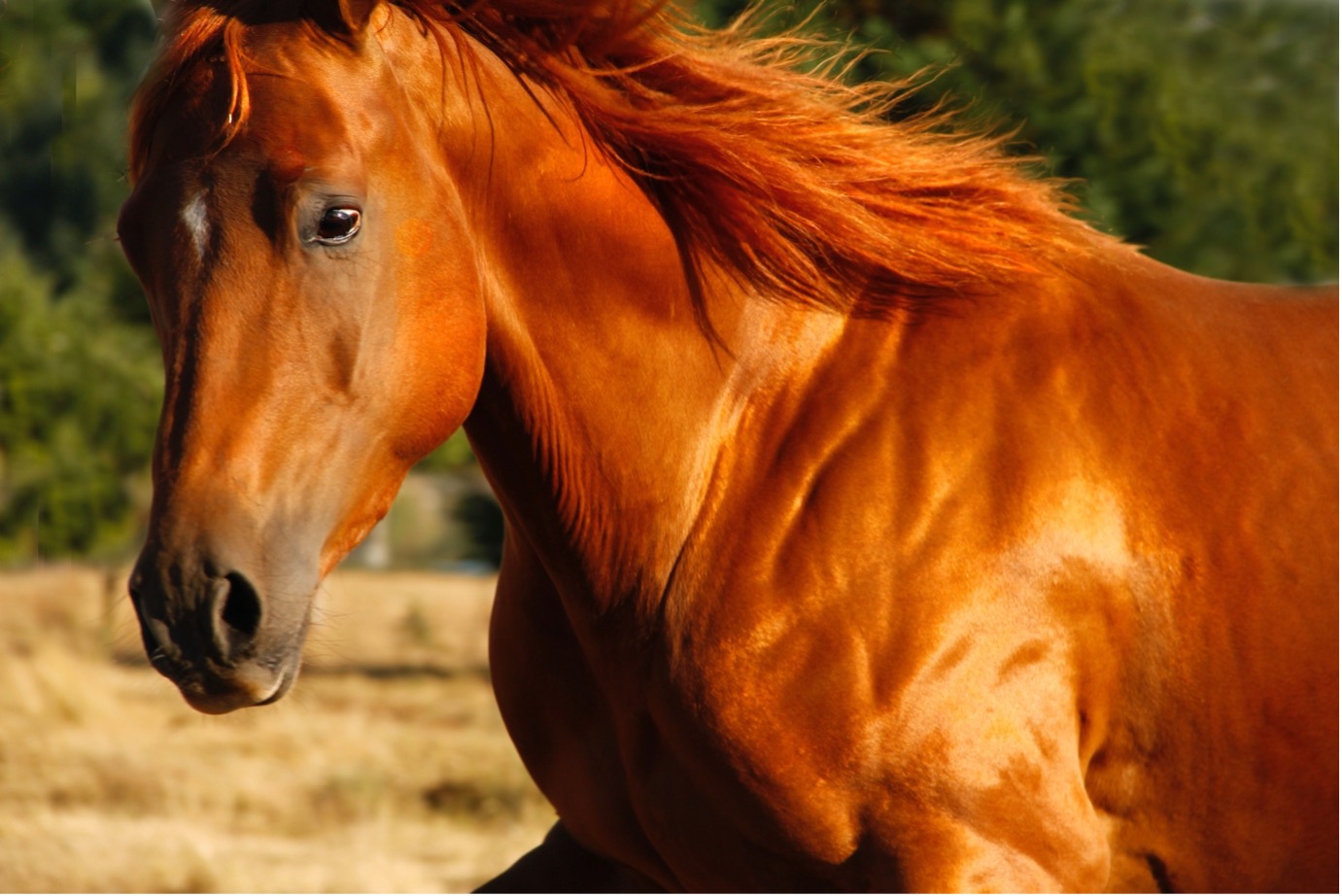 Horse close up