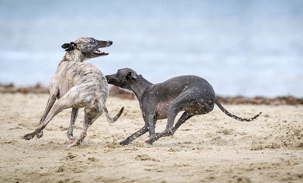 It is not easy to keep up with greyhound racing