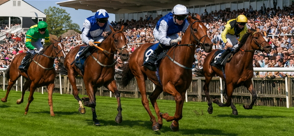 horse race