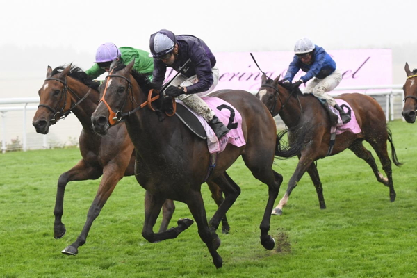 Horse Race Viewing Experience